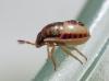 Holcostethus sp.